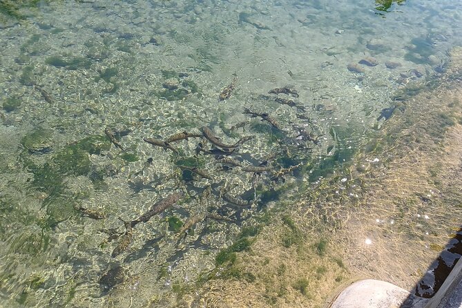 A day tour in Montanejos hot springs. - Who this day trip is best for, and the one drawback to watch