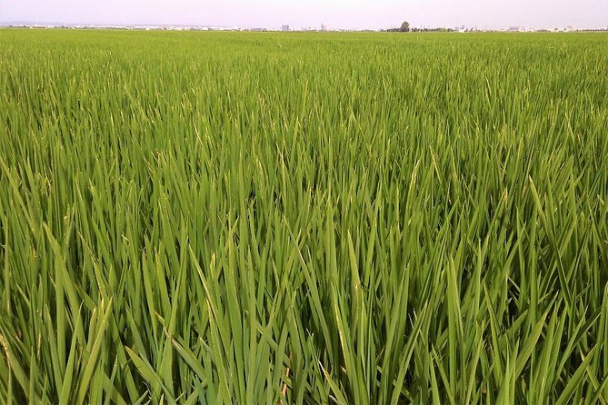 Albufera: Lake, Paella and Birdwatching - Rice fields, traditions, and why the Albufera is more than a postcard