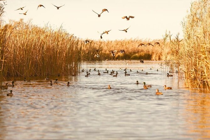 Albufera Natural Park with Sunset Boat Tour from Valencia - Stop 3: Parque Natural de la Albufera and the sunset boat ride