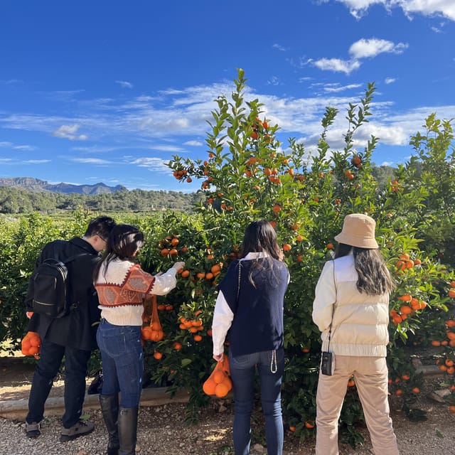 Citrus Treasures: Exploring Valencia's Orange Grove - Inside the 1870 Modernist House, Before the Oranges