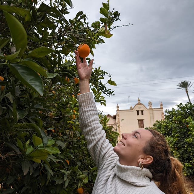 Citrus Treasures: Exploring Valencia's Orange Grove - The Orchard Walk: Oranges, Tangerines, and the Weird Stuff