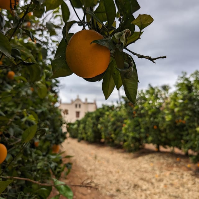 Citrus Treasures: Exploring Valencia's Orange Grove - Price and Value: Why $82 Can Make Sense
