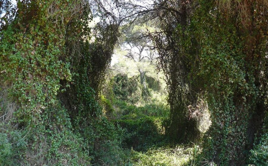 Discover the Devesa and the Albufera: Guided tour - Why Devesa and the Albufera together makes sense for a half day