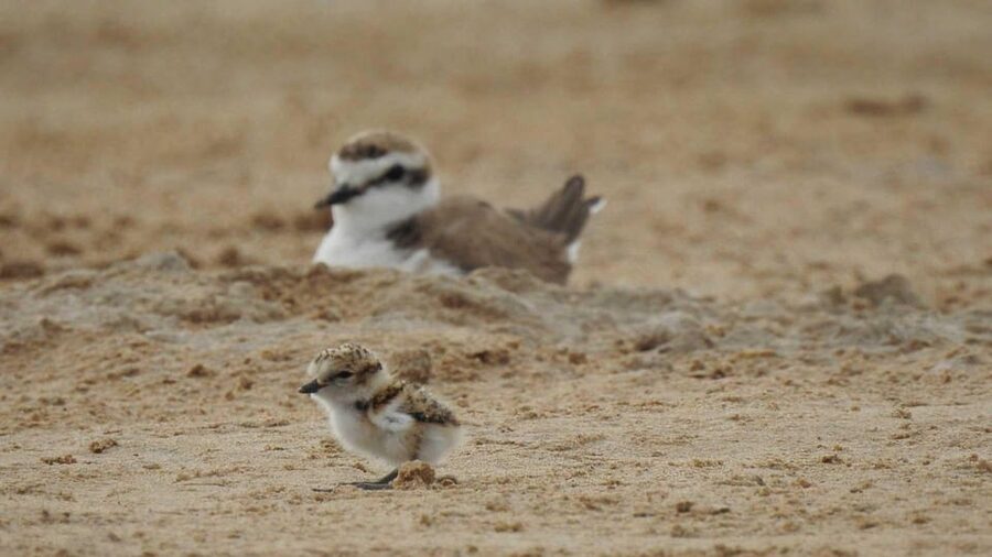Discover the Devesa and the Albufera: Guided tour - The dunes trail: sand formations, barron, and sea thistle