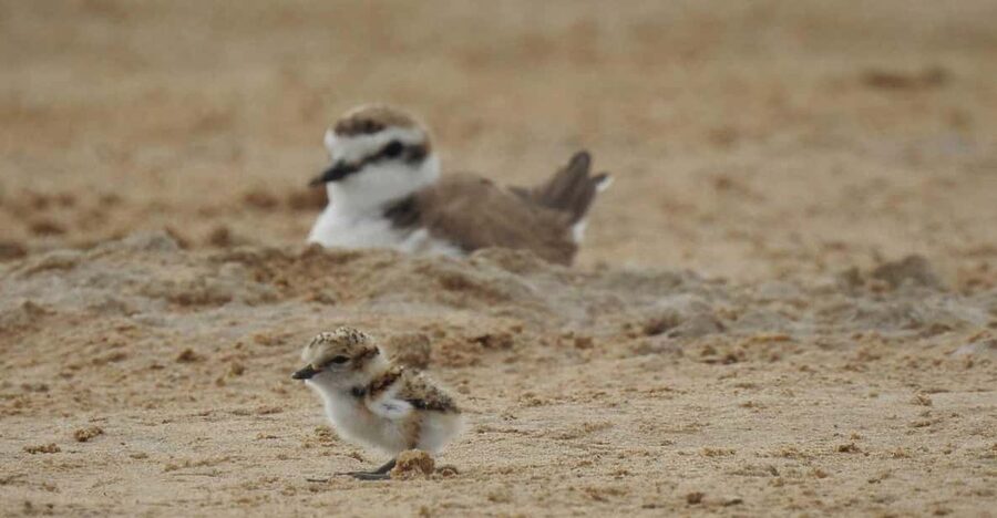 Discover the Devesa and the Albufera: Guided tour - Playa de la Devesa: natural coast time and marine ecosystem protection