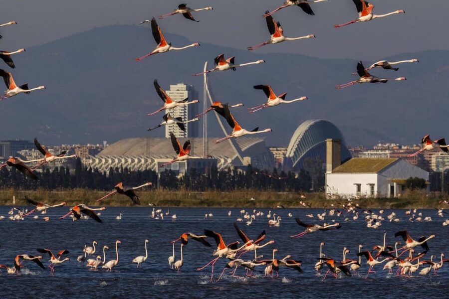 From Valencia: Albufera Boat Ride, Sunset & Paella Included - Key highlights you’ll feel right away