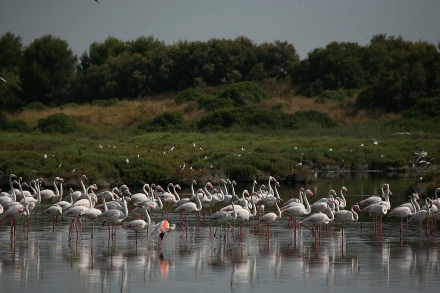 From Valencia: Albufera Boat Ride, Sunset & Paella Included - What to bring and what to avoid