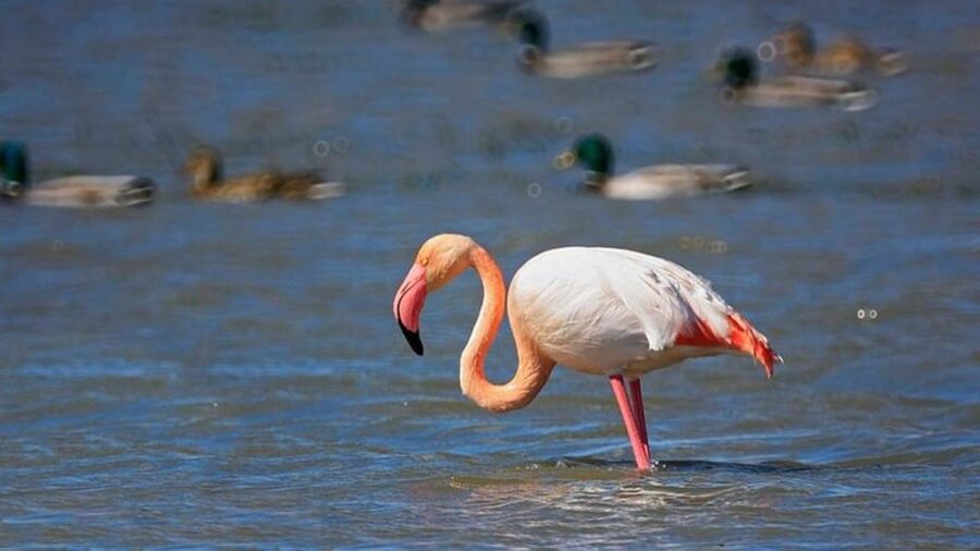 From Valencia: Albufera Day Trip with Boat Tour and Transfer - The Lagoon Boat Tour: Calm Waters, Bird Views, and Sunset Time