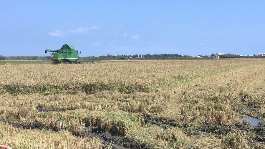 From Valencia: Albufera Day Trip with Boat Tour and Transfer - Should You Book This Albufera Day Trip?