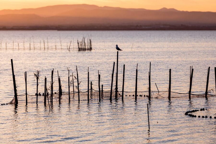 From Valencia: Albufera Natural Park with Sunset Boat Tour - Who this tour is best for (and who might skip it)