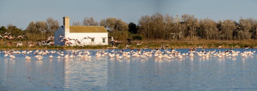 From Valencia: Albufera Private Tour, Paella & Boat Ride - Torre Mirador del Tancat de Mília: birdwatching tower that earns its time