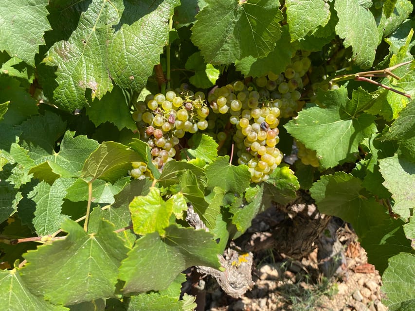 From Valencia: Utiel-Requena Wine Tour and Traditional Lunch - Requena’s medieval underground winery: cool stone, old methods
