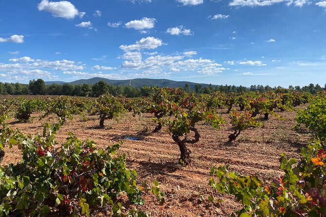 Full Day Private Requena Wineries Premium Tastings - Key things to know before you go