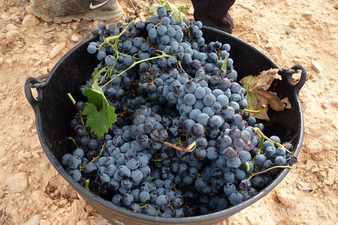 Full Day Private Requena Wineries Premium Tastings - Lunch in old Requena: DO Utiel-Requena wine with a real choice of settings