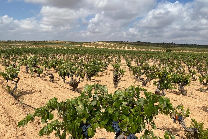 Full Day Private Requena Wineries Premium Tastings - Vegalfaro: organic family farming, limestone Pago, and tastings with pairing snacks
