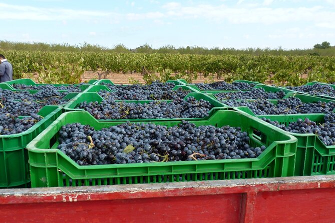 Full Day Private Requena Wineries Premium Tastings - Chozas Carrascal: organic DO Pago visit with fermentation, Cava, and 6+ wines