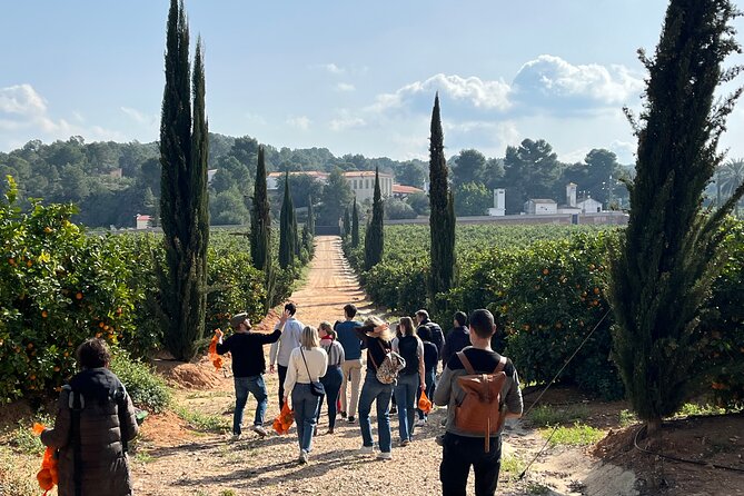 Live an Experience Among Orange Trees in Huerto Ribera - The farm walk: varieties, pruning, grafting, flowering, and irrigation well