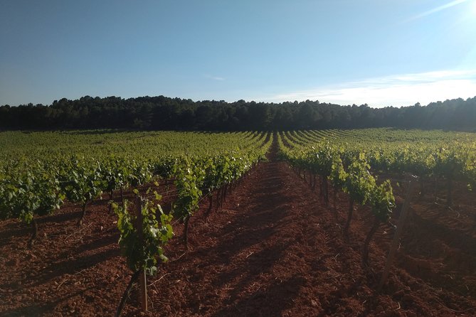 Private Wineries Tour from Valencia (morning tour) - Murviedro - Bodega Historica, where 9th-century caves keep the wine cool