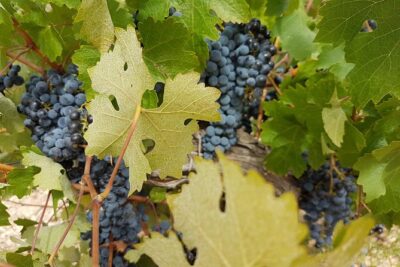 Singular Valencia Wine Tour Utiel Requena Wineries