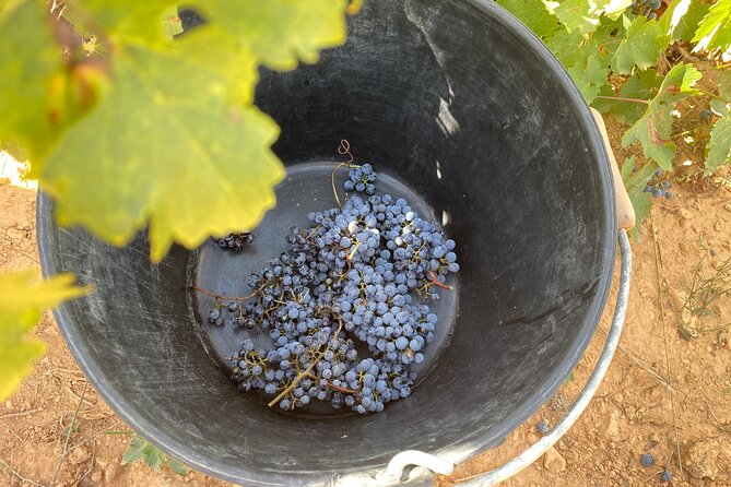 Singular Valencia Wine Tour Utiel Requena Wineries - Who Should Book This Utiel Requena Wine Day, and Who Might Pass