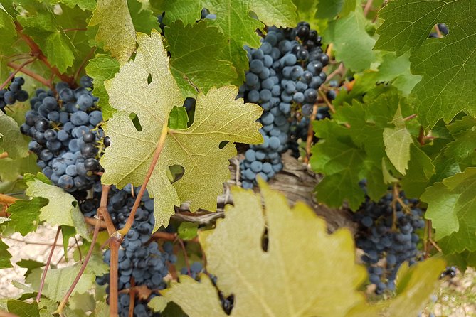 Singular Valencia Wine Tour Utiel Requena Wineries - Murviedro, Bodega Historica, and the Medieval Cave Story