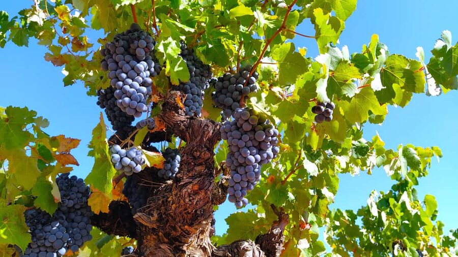 Small-Group Wine Tour from Valencia with Tastings Max 7 - Requena Old Town Highlights, Fortress Walls, Gothic Churches, and Silk