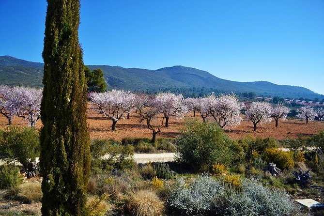 Small-Group Wine Tour with Local Expert (7 max) - Getting from Valencia to Requena with less stress (and cooler air)