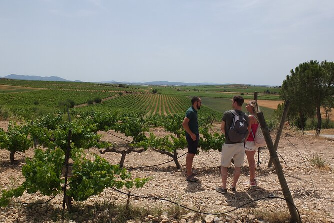 Tapas in the vineyards - Stop 2: Bodega Vera de Estenas, 5 tapas plus dessert with a table bottle