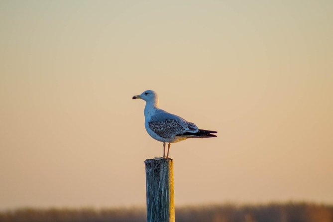 The Original Albufera Tour: Barraca, Boat Ride & Local Guide - The boat ride: why the electric ride feels calmer (and prettier)