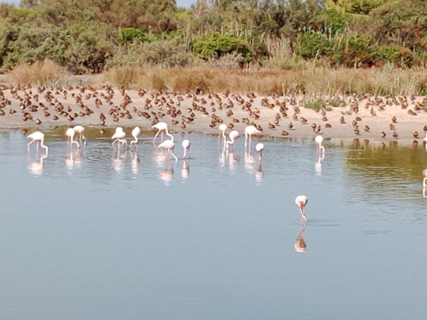 Valencia: Albufera Jeep and Boat Tour - El Saler Beach: Swim First, Eat Second
