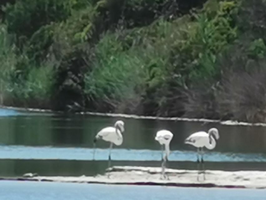 Valencia: Albufera Natural Park Bike and Boat Tour - Who This Albufera Bike and Boat Tour Is For (and Who Should Skip It)