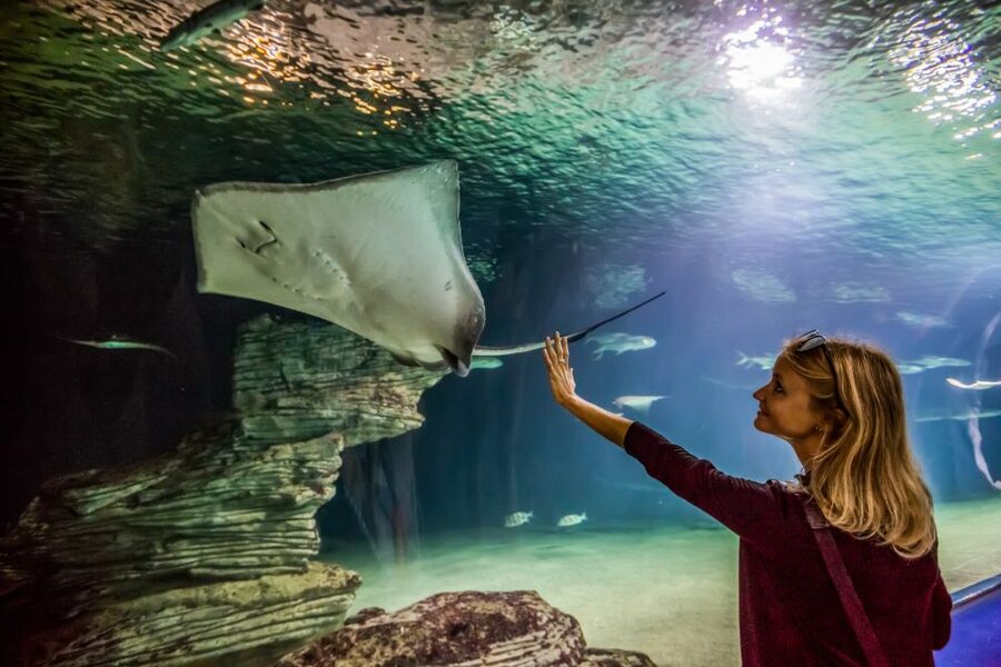 Valencia: Oceanogràfic Entry Ticket - Lower level aquariums: Europe’s biggest tanks and the long tunnel moment