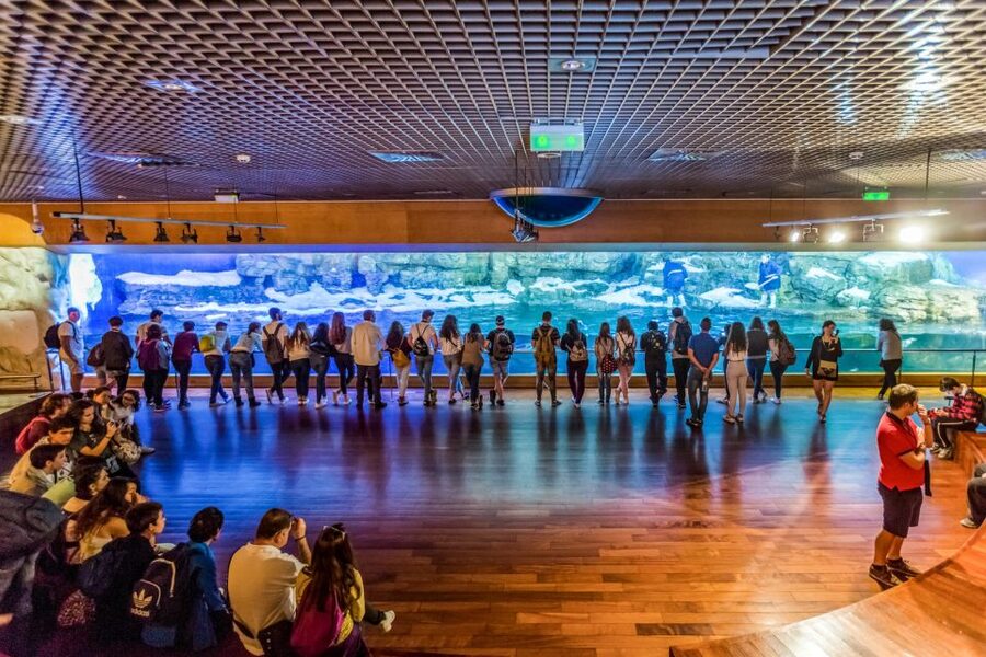 Valencia: Oceanogràfic Entry Ticket - Your “must-see” animals: belugas, sharks, and the favorites people remember