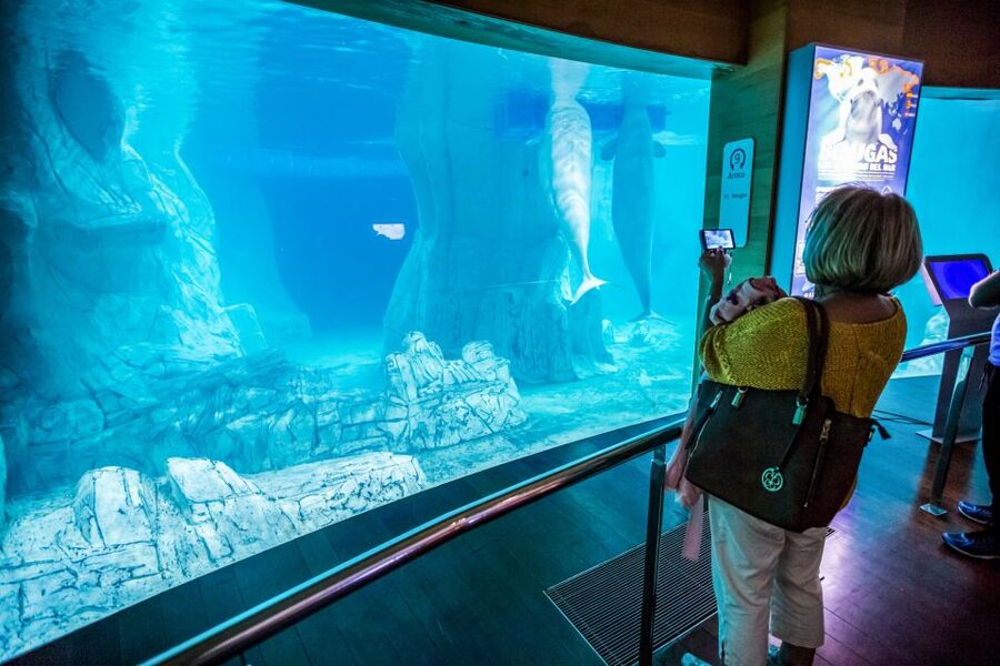 Valencia: Oceanogràfic Entry Ticket - Food and breaks: how to handle the price and keep moving