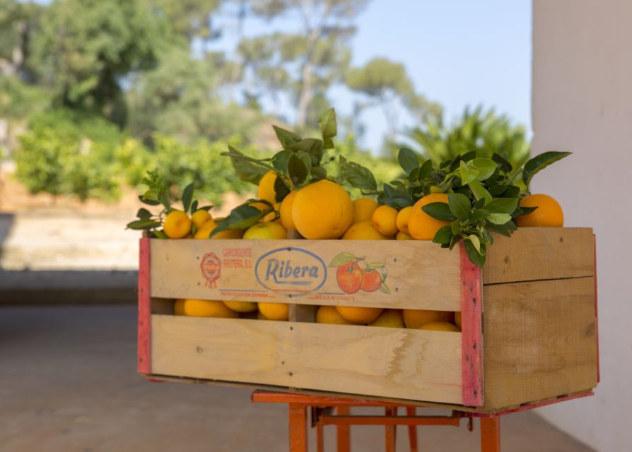 Valencia: Orange Farm and Orchard Trip with Tastings - Practical tips that make your orange-farm visit smoother