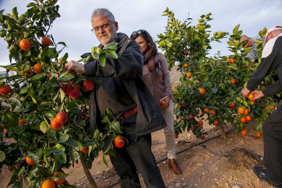 Valencia: Orange Farm and Orchard Trip with Tastings - Where the orange crop actually comes to life near Valencia
