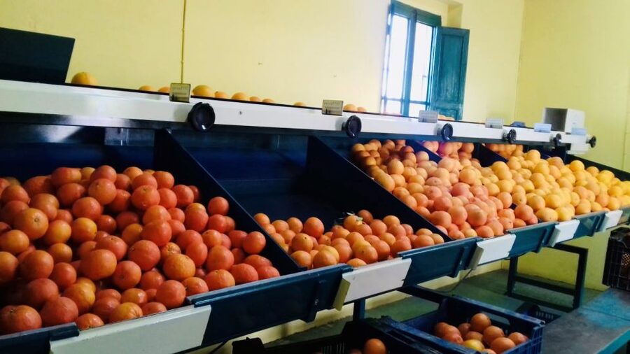 Valencia: Orange Farm and Orchard Trip with Tastings - The citrus variety walk, from Sanguinelli to yuzu to Buddha’s hand