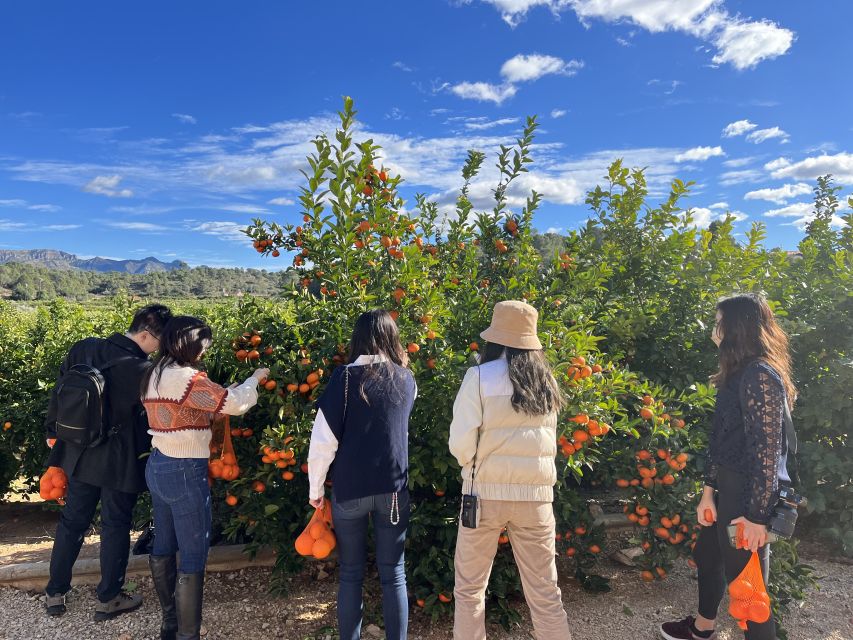 Valencia: Orange Farm and Orchard Trip with Tastings - Tastings of orange juice, liqueurs, jams, and orange blossom honey