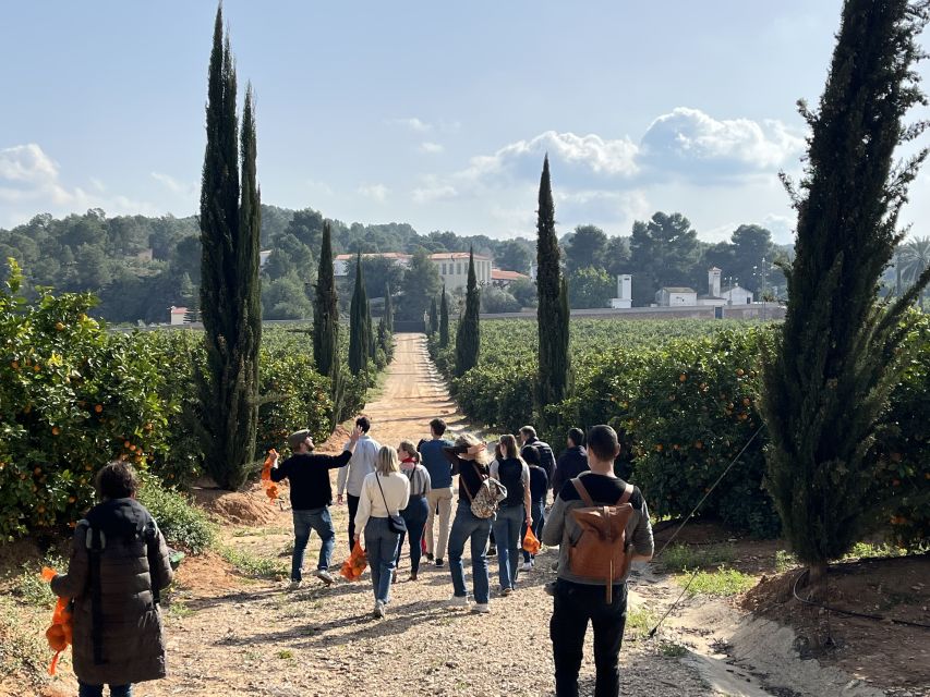 Valencia: Orange Farm and Orchard Trip with Tastings - Price and value: what you get for about $35 in 2 hours