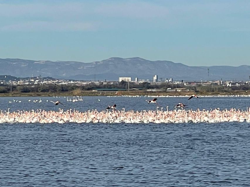 Valencia: The Albufera Lake Self-Guided E-Bike Tour - City of Arts and Sciences: take in the big shapes without theater tickets