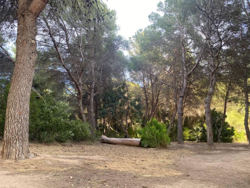 Valencia: The Albufera Lake Self-Guided E-Bike Tour - Should you book Valencia’s Albufera Lake self-guided e-bike tour?