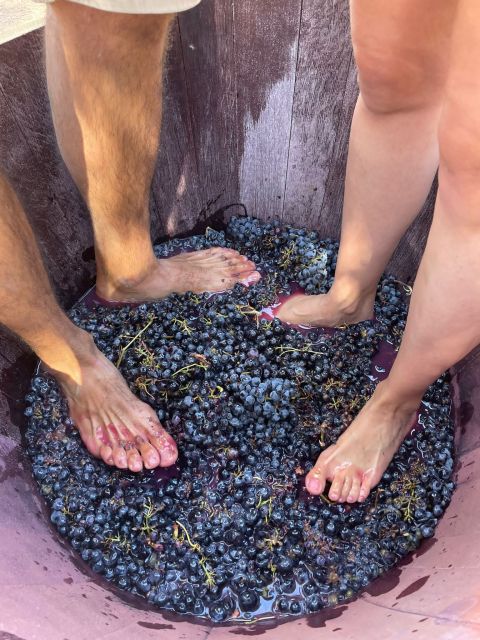 Valencia: Utiel-Requena Cave & Winery Day Trip with Tasting - Seasonal Grapes and Vineyard Hands-On: What You Can Expect by Time of Year