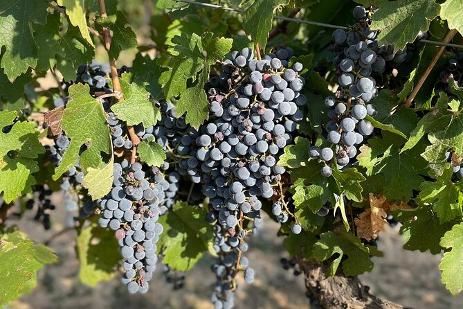 Wine tasting tour - Who this tour suits best (and who might want something else)